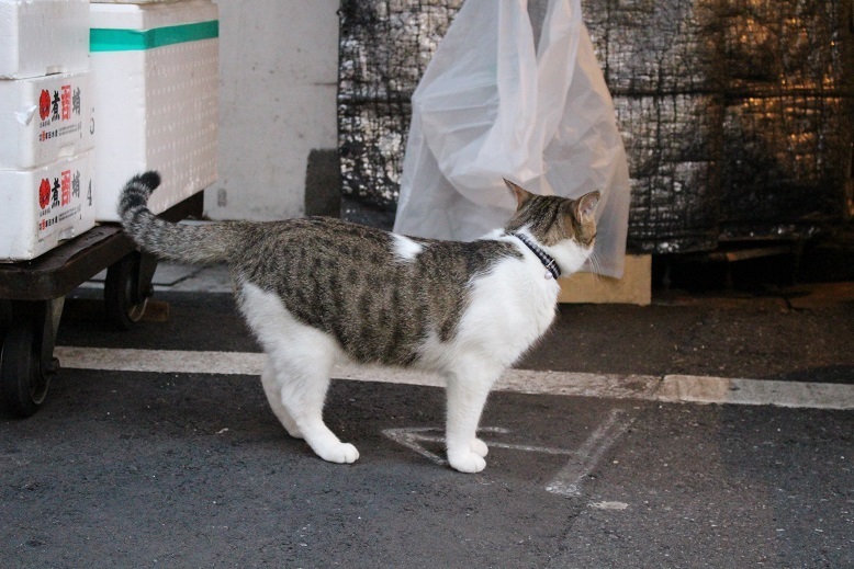 上野公園とアメ横のにゃんこ達 築地もあるよ 猫と神社とお寺のブログ 過去記事